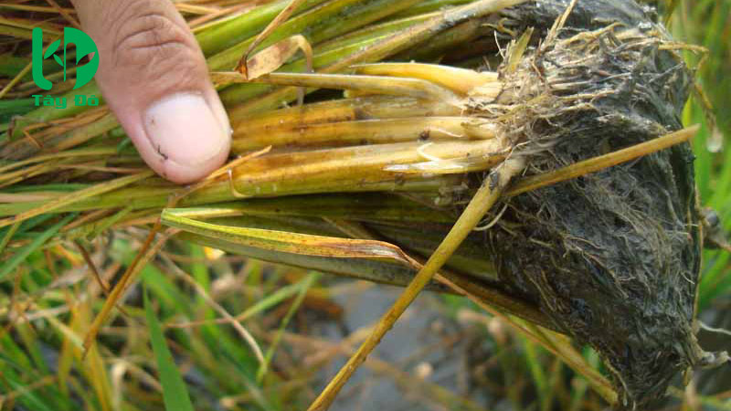 lúa bị ngộ độc phèn