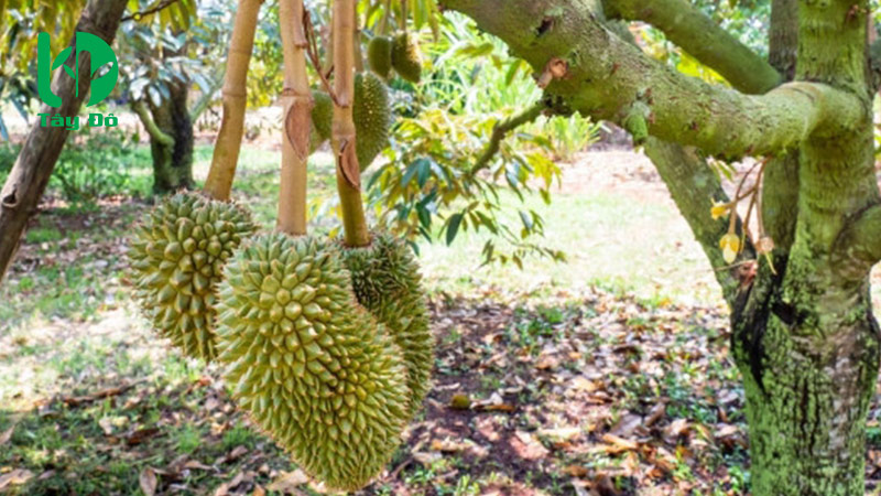 sầu riêng bị méo trái